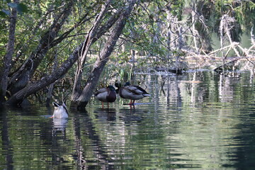 Wild ducks on the river looking for food