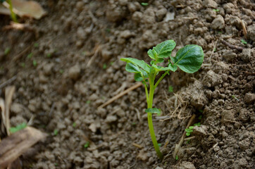 the small ripe green potato plant seedlings in the garden.