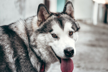 A female Malamute with beautiful intelligent brown eyes. Portrait of a charming fluffy gray-white Alaskan Malamute close-up. Beautiful huge friendly sled dog breed.