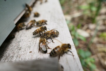 Abeilles gardiennes au travail à l'entrée de la ruche