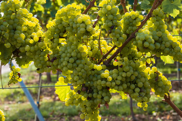 Close-up of a vine with green grapes in Rheinhessen / Germany shortly before the harvest