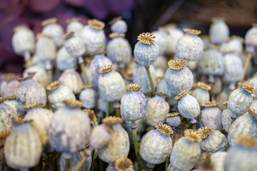 getrokneter mohn pflanze