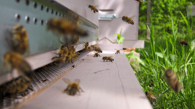 Vols d'abeilles atterrissant à l'entrée de la ruche