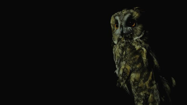 The gaze of a nocturnal predator An owl looks out for a victim at night Turns his head and focuses on details at night