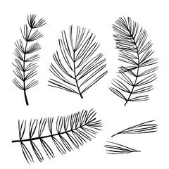 Branches  of coniferous trees. Vector illustration.
