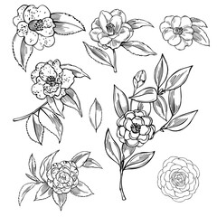 Camellia flowers on white background.