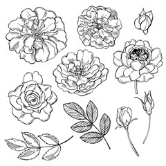 Roses. Vector illustration.