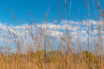 Field of tall grass under blue sky with white clouds at end of  autumn day 