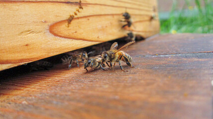 Vieilles gardiennes devant la ruche