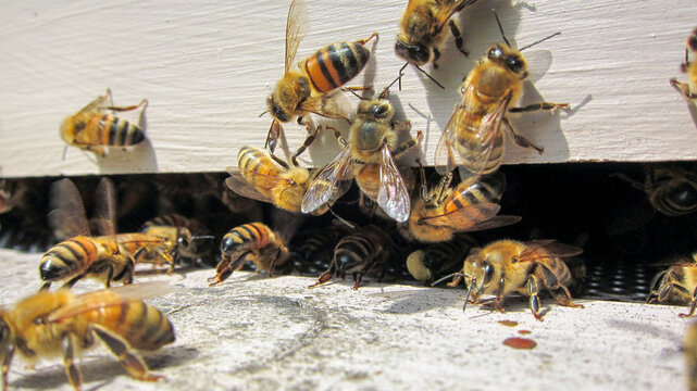 Abeilles buckfast à l'entrée de la ruche en été