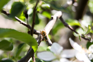 Wapt on the tree. Wasp staying on a tree. Yellow wasp in a flower.