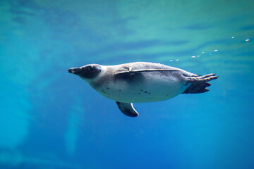 Penguin swimming underwater in a natural aquarium