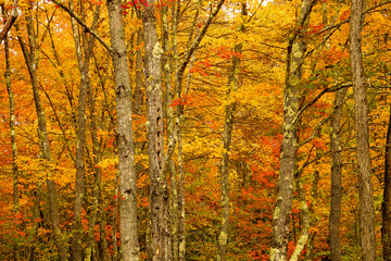 Beautiful Orange and Yellow Maine Fall Foliage background high quality photo