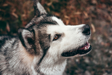 Malamute with beautiful intelligent brown eyes on a background of yellow autumn leaves. Portrait of a charming fluffy gray-white Alaskan Malamute close-up. Beautiful huge friendly sled dog breed.