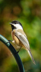 Obraz premium Chickadee Maine State Bird