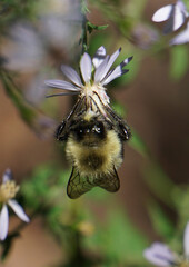 Bee pollenating flowers