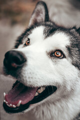 Malamute with beautiful intelligent brown eyes on a background of yellow autumn leaves. Portrait of a charming fluffy gray-white Alaskan Malamute close-up. Beautiful huge friendly sled dog breed.