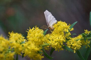 Curious moth pollenating goldenrod