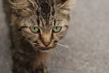 こちらを見つめる猫のアップ