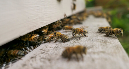 Abeilles devant l'entrée de ruche