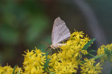 Curious moth pollenating goldenrod