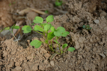 the small ripe green spinach plant seedlings in the garden.