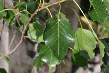 green leaves.