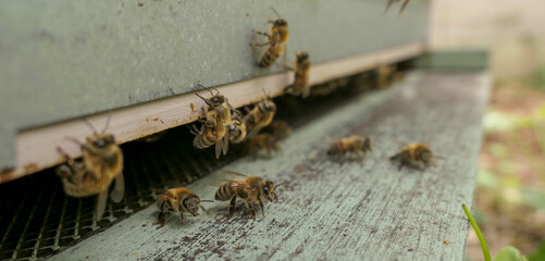 Abeilles devant la ruche