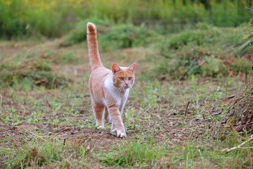 ginger cat went hunting