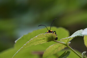 Beetle on leaf