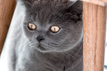 Portrait of a cute cat with yellow eyes.