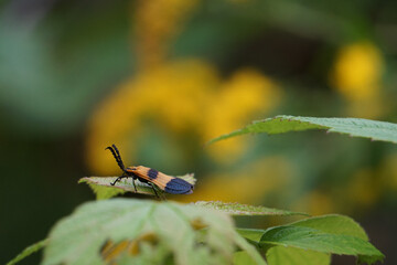 Beetle on leaf