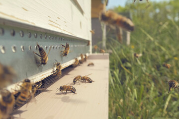 Abeilles devant la ruche