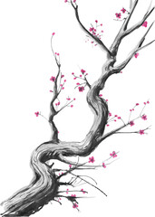 Watercolor sakura blossom - Japanese cherry tree isolated on white background. Plum Blossom, jpg illustration