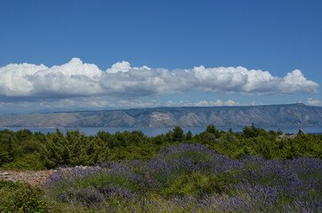 Landscape in Hvar Croatia with lavender fields, greenery, sea, hills and clouds