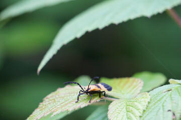 Beetle on leaf