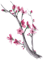 Watercolor sakura blossom - Japanese cherry tree isolated. Cherry Blossom. Pink plum flowers, jpg illustration