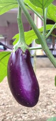 eggplants on a vine