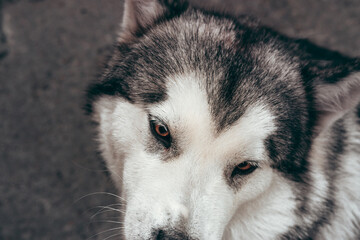 A female Malamute with beautiful intelligent brown eyes. Portrait of a charming fluffy gray-white Alaskan Malamute close-up. Beautiful huge friendly sled dog breed.