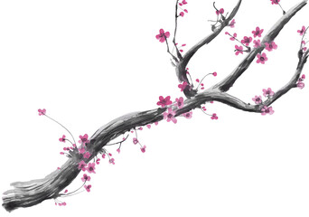 Realistic sakura blossom - Japanese cherry tree isolated on white background. Cherry Blossom. Pink sakura flowers, jpg