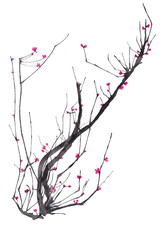 Watercolor sakura blossom - Japanese cherry tree isolated on white background. Cherry Blossom. Pink sakura flowers, jpg illustration