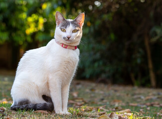 Naklejka na ściany i meble A white cat with gray ears and yellow eyes sitting on the lawn in the garden at dusk. Golden hour. Animal world. Pet lover. Animals defender. Cat lover.