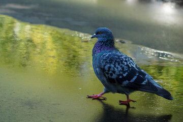 a blue pigeon walks on wet asphalt