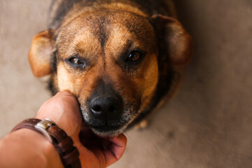 Petting dog smiling at the camera. Dog looking at the camera. Brown dog smiling at the camera. Animal looking at the camera. Man with watch petting dog.