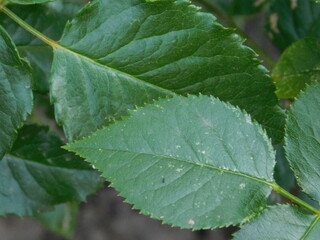 close up of a leaf