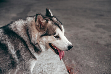 A female Malamute with beautiful intelligent brown eyes. Portrait of a charming fluffy gray-white Alaskan Malamute close-up. Beautiful huge friendly sled dog breed.