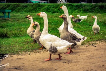 Obraz premium group of geese on a farm
