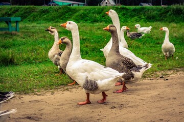 group of geese in the park