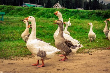 Obraz premium group of geese