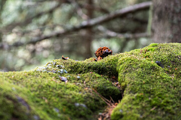 Green moss in the forest